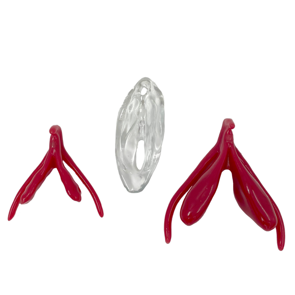 Clitoris Set - Flaccid &amp; Erect + Vulva